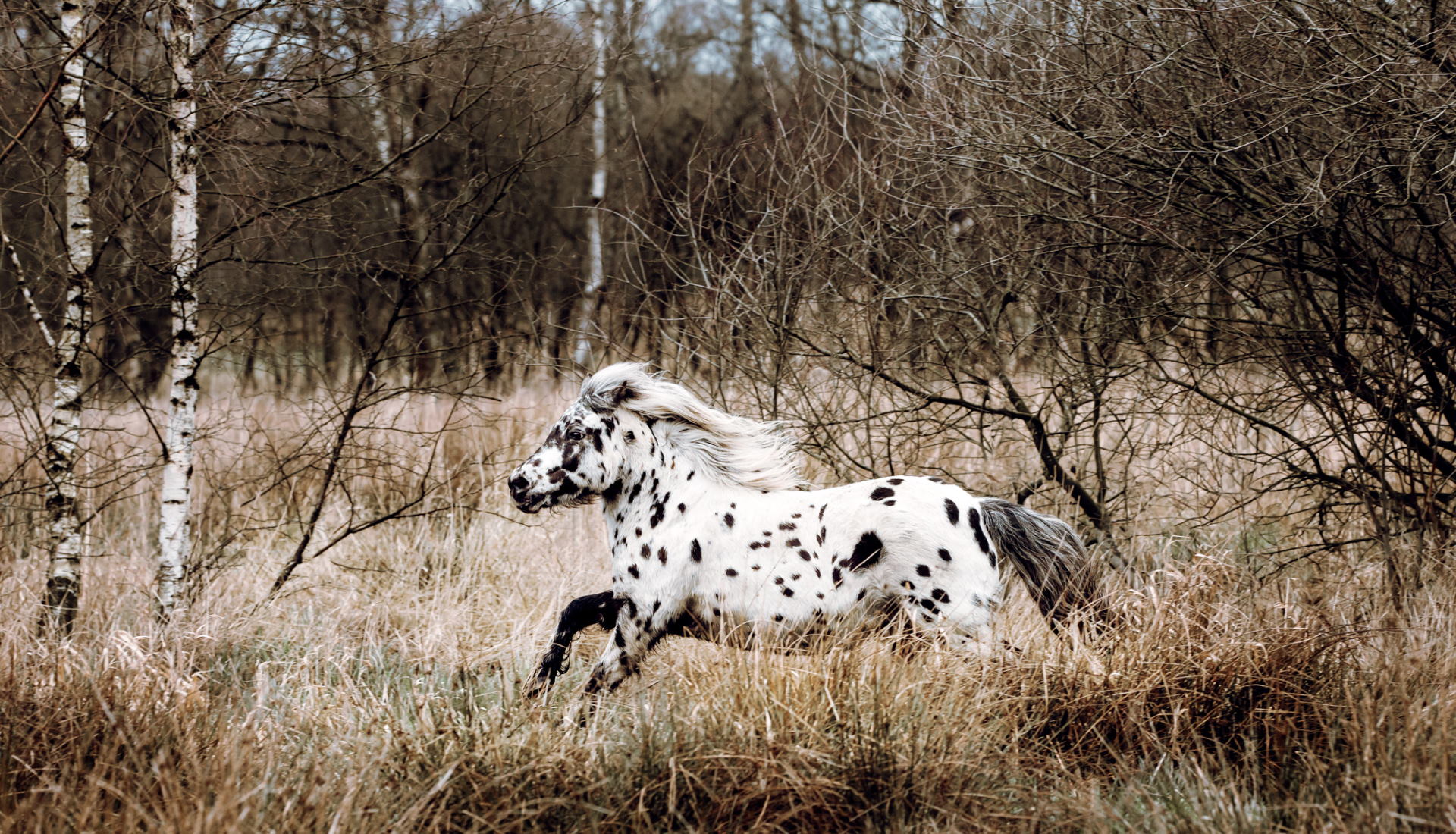 Shetlandpony-(2)_web
